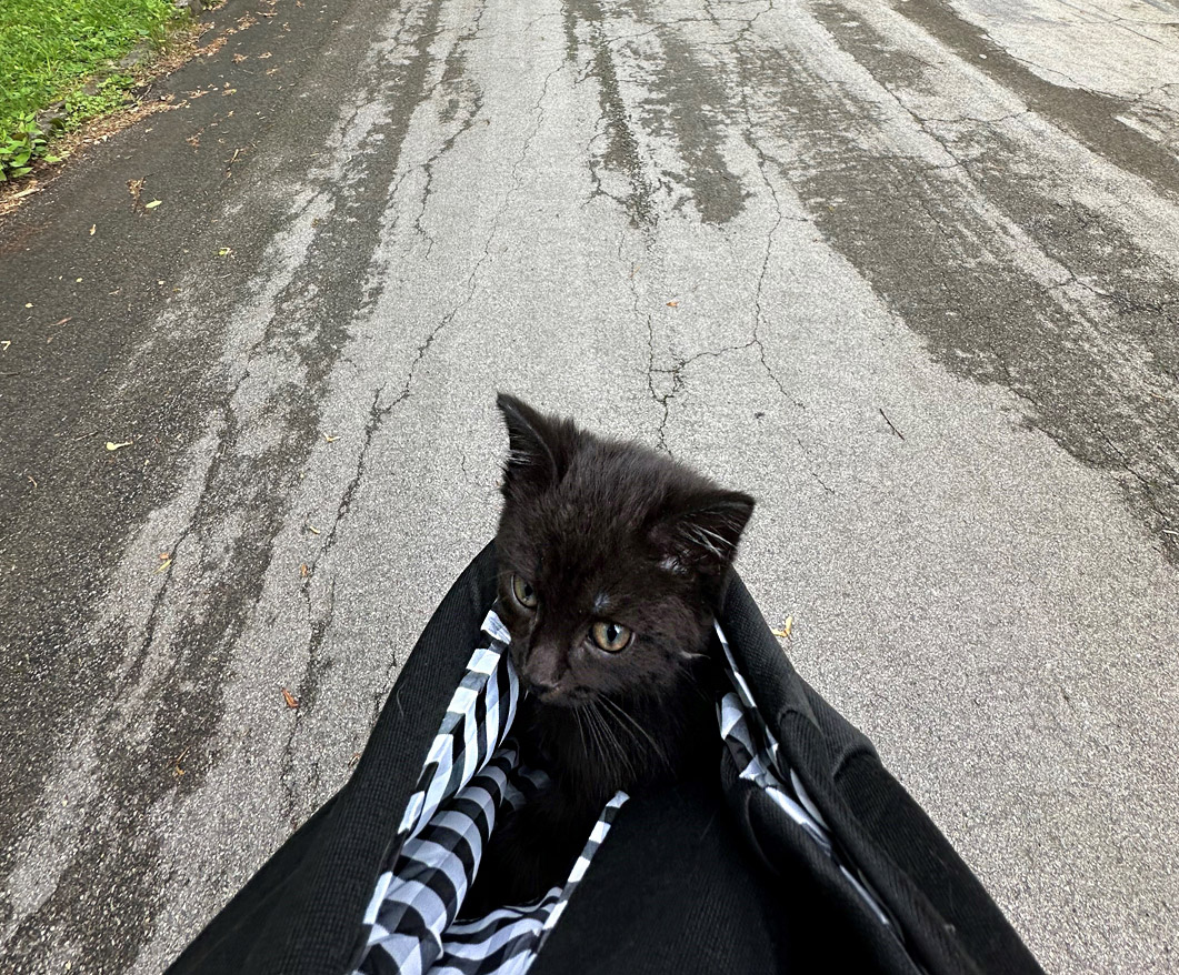 Whimsy — from stray kitten to BestFex mascot